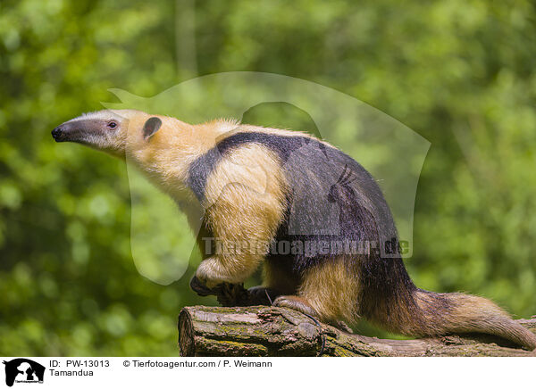 Tamandua / Tamandua / PW-13013