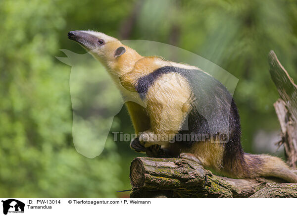 Tamandua / Tamandua / PW-13014