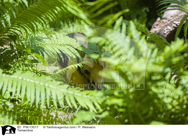 Tamandua / Tamandua / PW-13017