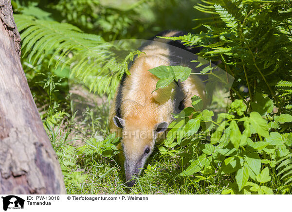 Tamandua / PW-13018