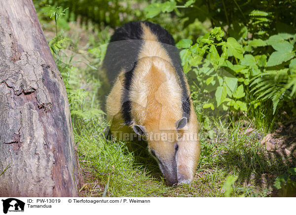 Tamandua / Tamandua / PW-13019