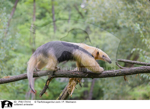 collared anteater / PW-17414