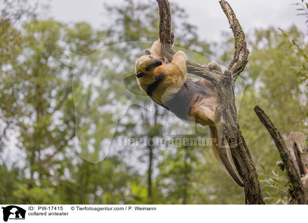 collared anteater / PW-17415