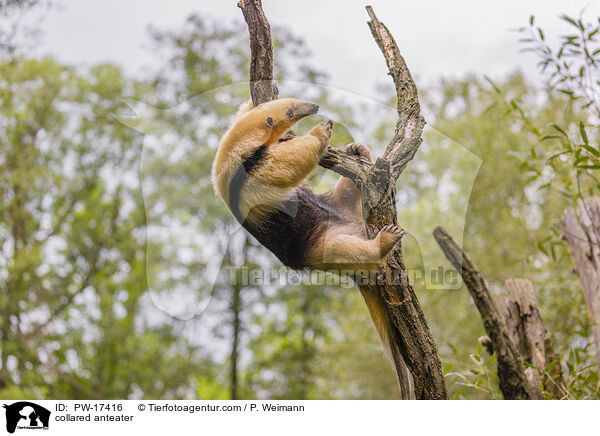 Tamandua / collared anteater / PW-17416