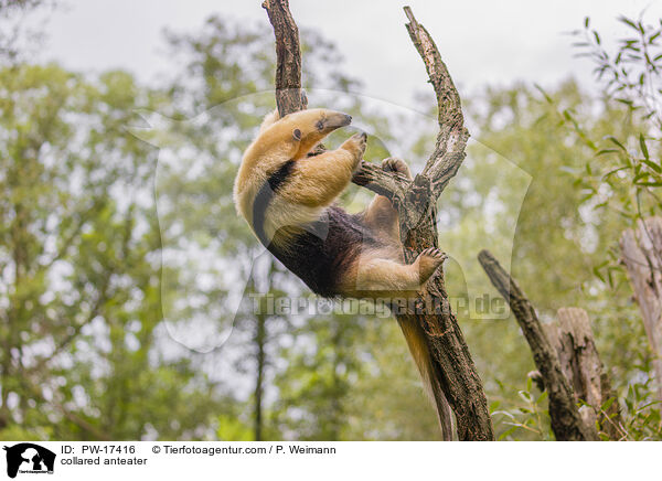 collared anteater / PW-17416