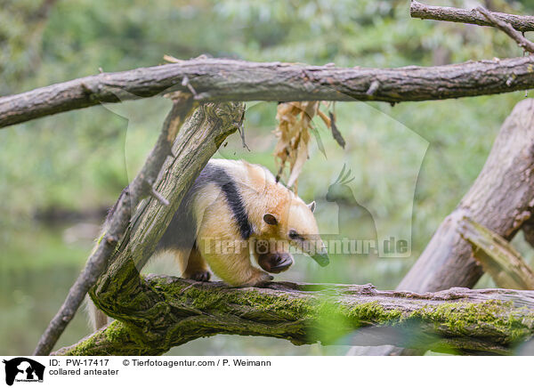 collared anteater / PW-17417