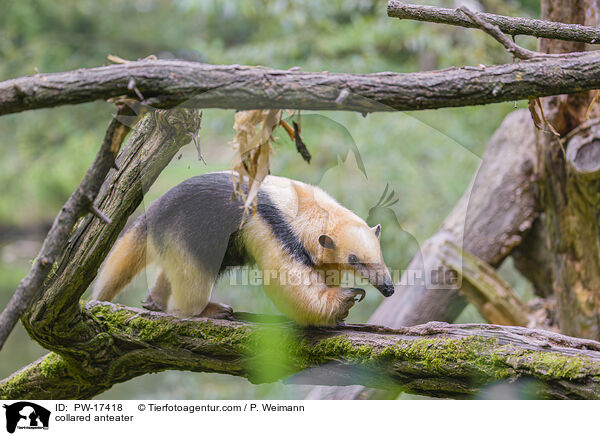 collared anteater / PW-17418