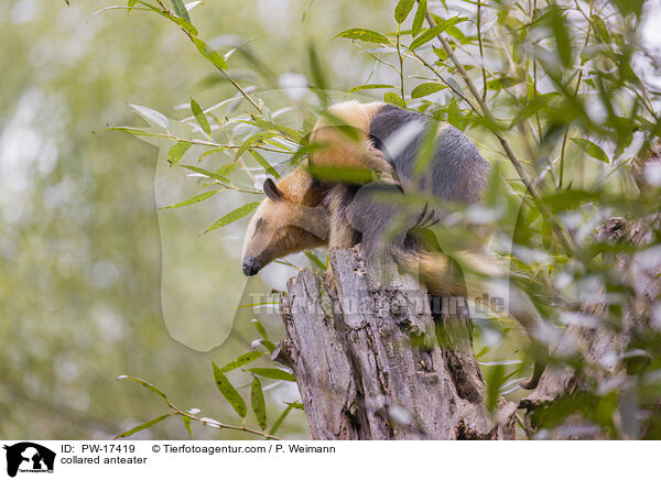 Tamandua / collared anteater / PW-17419
