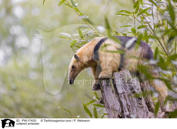 collared anteater / PW-17420