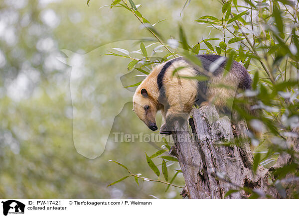 collared anteater / PW-17421
