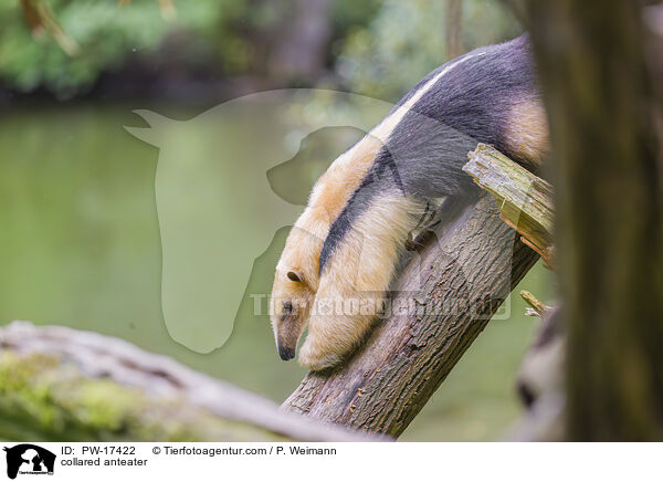 collared anteater / PW-17422