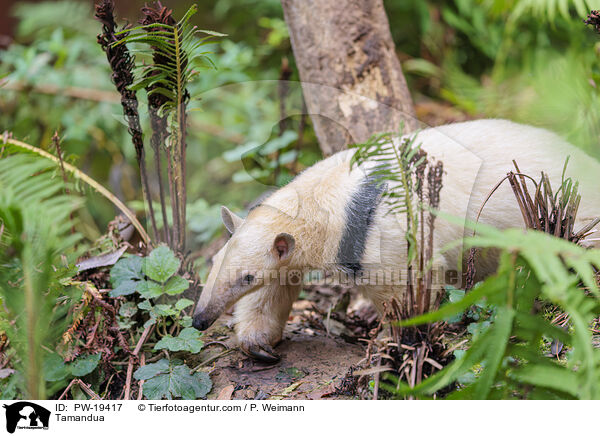 Tamandua / Tamandua / PW-19417