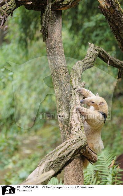 Tamandua / Tamandua / PW-19418