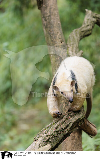 Tamandua / Tamandua / PW-19419