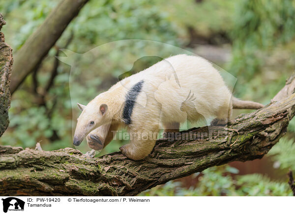 Tamandua / Tamandua / PW-19420