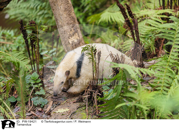 Tamandua / Tamandua / PW-19421