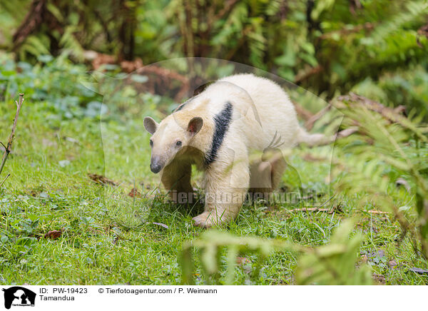 Tamandua / Tamandua / PW-19423