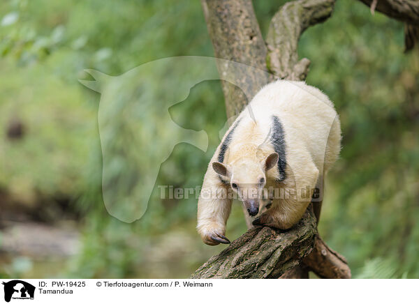 Tamandua / Tamandua / PW-19425