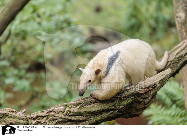 Tamandua / Tamandua / PW-19426