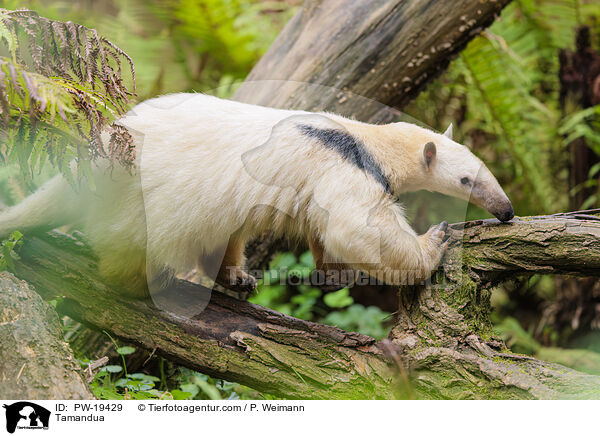 Tamandua / Tamandua / PW-19429