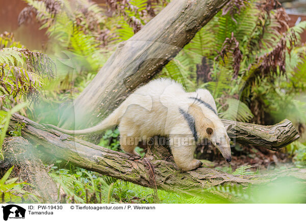 Tamandua / Tamandua / PW-19430