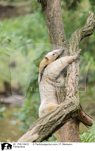Tamandua / Tamandua / PW-19431