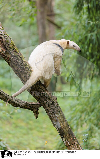 Tamandua / Tamandua / PW-19434