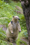 tamandua