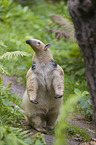 tamandua