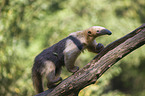 tamandua