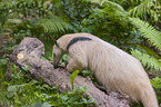 tamandua