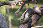 collared anteater