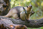 collared anteater
