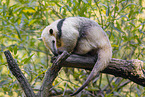 collared anteater