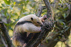 collared anteater