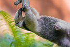 collared anteater