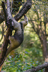 collared anteater