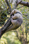 collared anteater