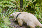 collared anteater