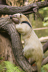collared anteater