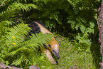 Tamandua