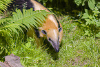 Tamandua