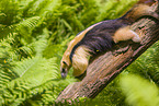 Tamandua