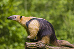 Tamandua