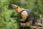 Tamandua