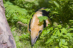 Tamandua