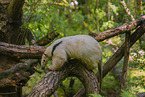 Tamandua