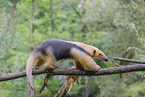 collared anteater