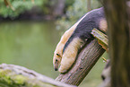 collared anteater