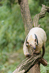 Tamandua